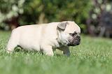 BOULEDOGUE FRANCAIS 466